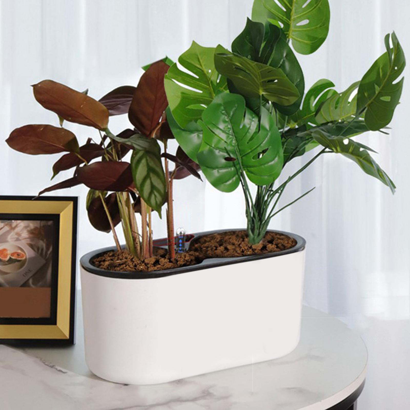 Jardinière à arrosage automati - Aloe Vera Pot avis et prix