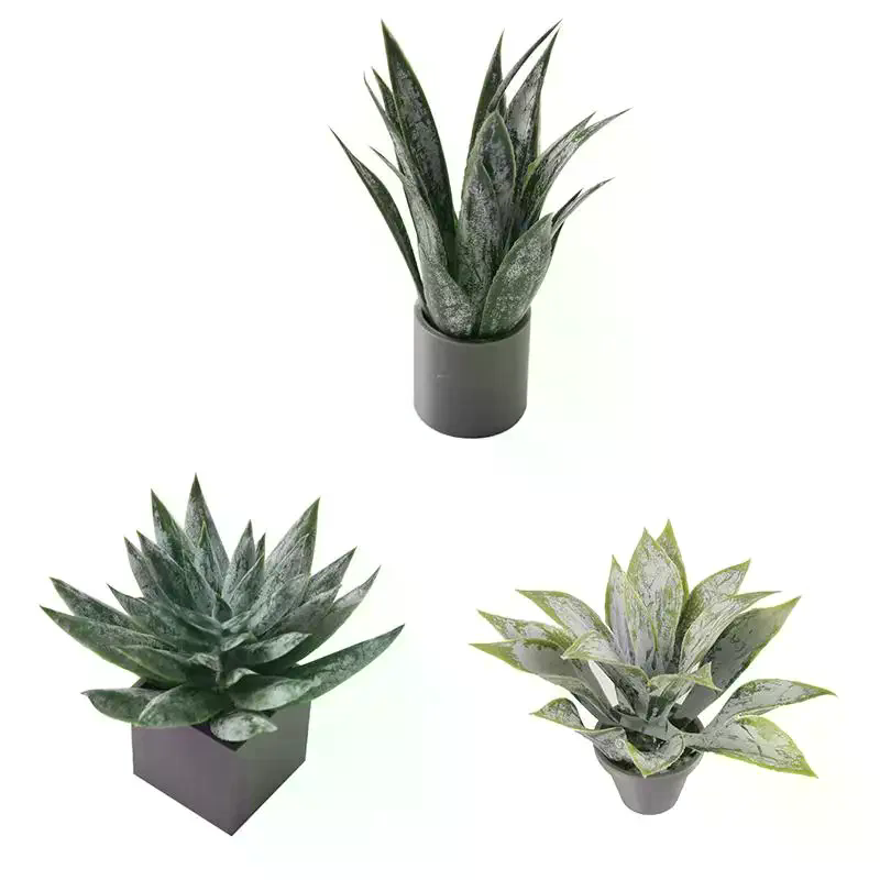 Miniature Plante d'Aloe Vera e - Aloe Vera Pot avis et prix