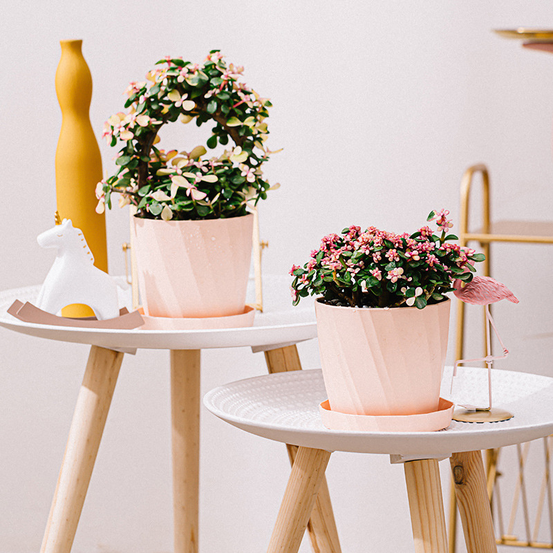 Jardinière succulente en plast - Aloe Vera Pot avis et prix