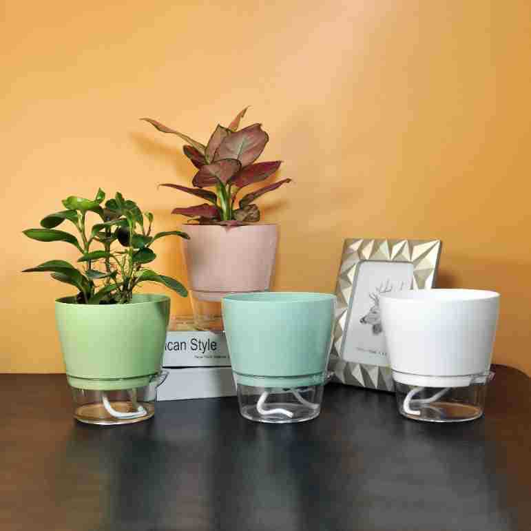 Pot de Fleur Paresseux avec Tr - Aloe Vera Pot avis et prix